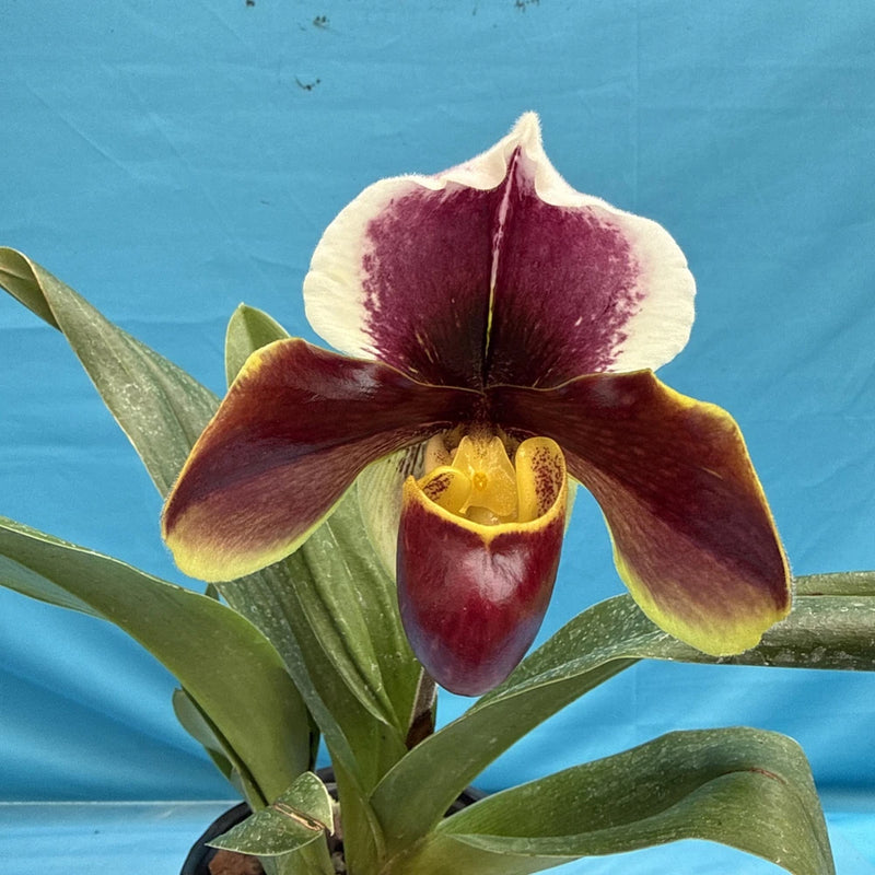 Burgundy and cream Paphiopedilum-style orchid flower with yellow throat and green leaves