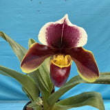 Paphiopedilum Enzan Sholt X Cocoa Motto Kitty BLOOMING Orchid Hybrid 4.5Ó Pot Orchids