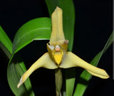 In Bloom Maxillaria Azulensis Large Plant Live Orchid Houseplant Yellow Orchids