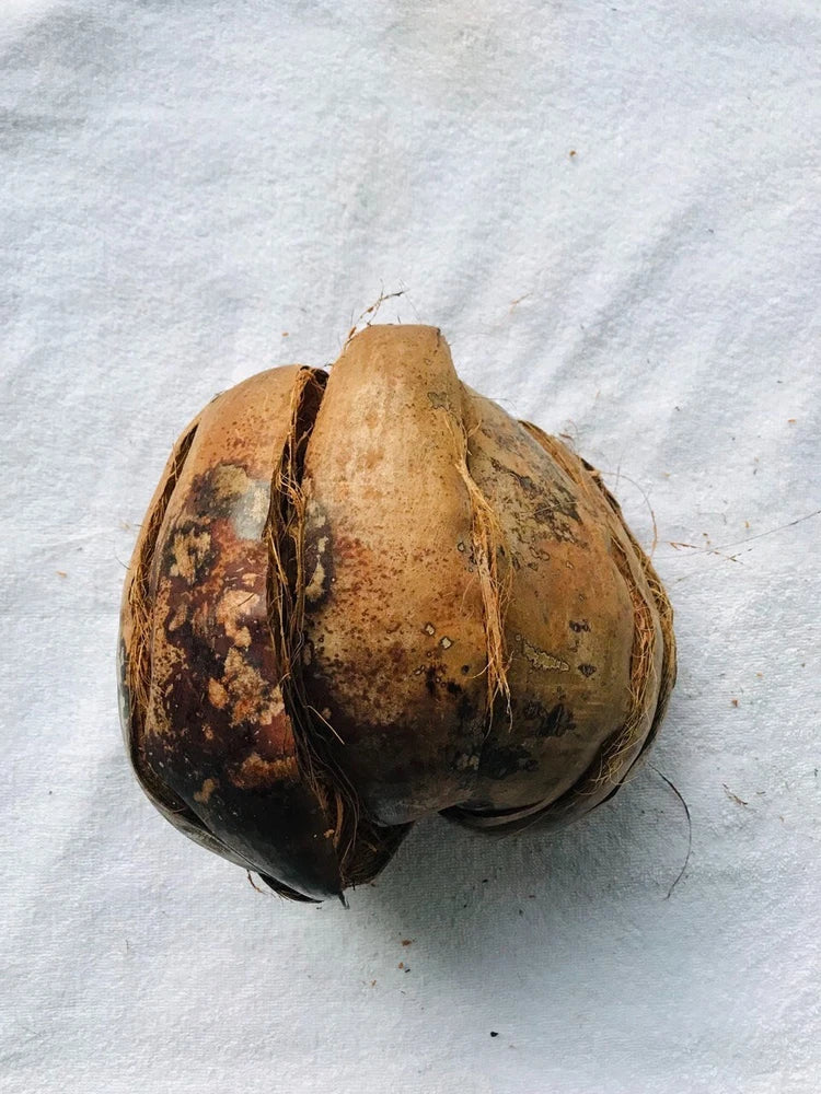 COCONUT SHELL HUSK With Hanger,Half of Husk Tropical Plant Garden Orchid Natura Garden Plants