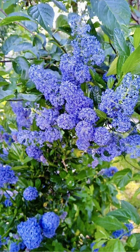 Blueblossom, Ceanothus Thyrsiflorus - 20 Seeds 2025 - USA Flowering Plants