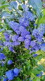 Blueblossom, Ceanothus Thyrsiflorus - 20 Seeds 2025 - USA Flowering Plants