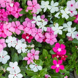Madagascar Periwinkle Seeds for Planting - Mixed Color Flowers - Catharanthus ro Flowering Plants