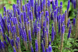 200 BLUE BOUQUET VERONICA Spicata Spike Speedwell Herb Flower Seeds Flowering Plants