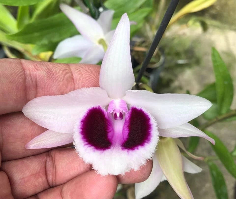 Semi-alba fragrant orchid flower with white petals and deep purple center