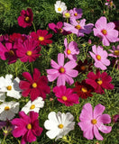 Dwarf Cosmos Seed Mix, Short & Compact, Colorful, Pollinators, FREE SHIPPING Flowering Plants