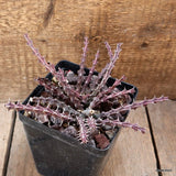 D4525 EUPHORBIA FURCATA pot12-H8-W18 cm MaMa Cactus Green Plant
