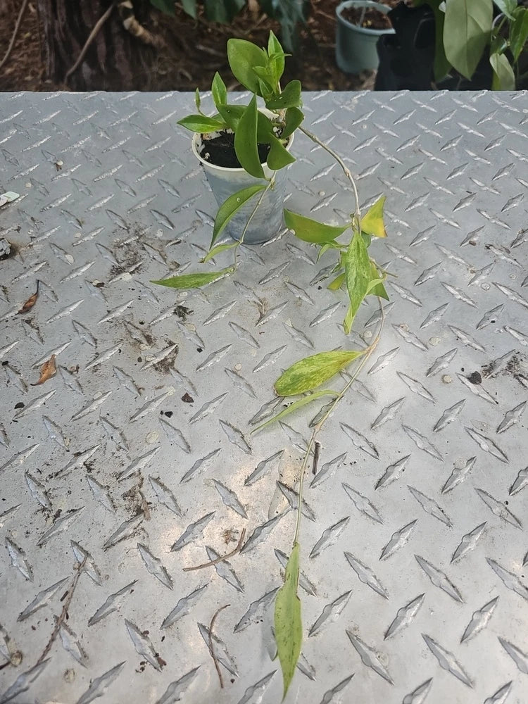 Mini variegated lipstick plant in small pot with green leaves