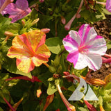 125+ BROKEN COLORS FOUR O'CLOCK SEEDS FRESH FOR YOUR FLOWER GARDENS Flowering Plants