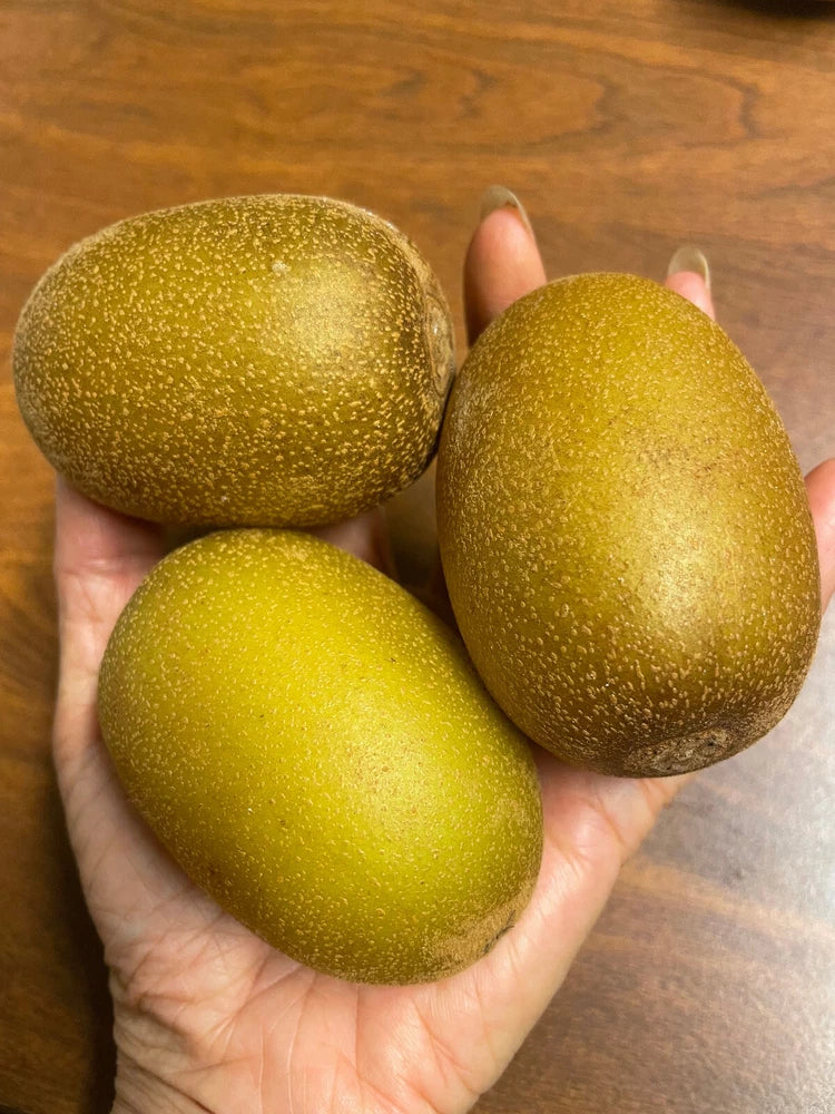 35 Seeds GOLDEN KIWI FRUIT Yellow Actinidia Chinensis Flower Vine Pampas Grass