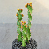 3PCS 8CM Succulent Cactus Plant Euphorbia Tortiyama Cactaceae Home Garden Plant Garden Plants