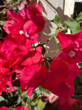 Deep red Bougainvillea ÑCrimson 6" Live Cuttings - fast grower gorgeous ! Flowering Plants