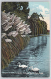 Pampas Grass and Lake Echo Park Los Angeles CA Swans Kashower Postcard Pampas Grass