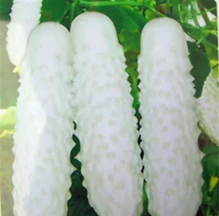 100pcs White Cucumber Seeds Cucumis Sativus Vegetable Fruit Home Garden Plant Garden Plants