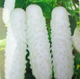 100pcs White Cucumber Seeds Cucumis Sativus Vegetable Fruit Home Garden Plant Garden Plants