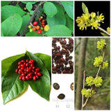 30 Lindera Benzoin Spicebush Seeds-Stratified Garden Plants