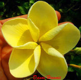 Plumeria Seeds/Flowers/Danai hawaii/Fresh 100 seeds!! Flowering Plants