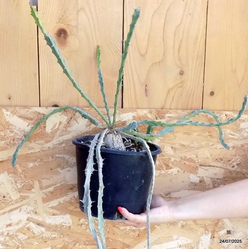 D5493 EUPHORBIA BURUANA pot18-H100-W45 cm MaMa Cactus Green Plant
