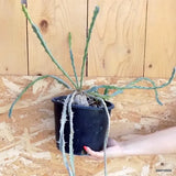 D5493 EUPHORBIA BURUANA pot18-H100-W45 cm MaMa Cactus Green Plant