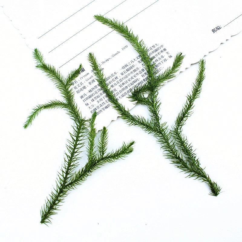 Pressed dried grass sprigs, green botanical leaves for art and craft projects