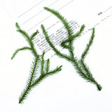 12PCS Real Pressed Dried Grass, floral supply leaves for art craft FJN03 Dried Flower
