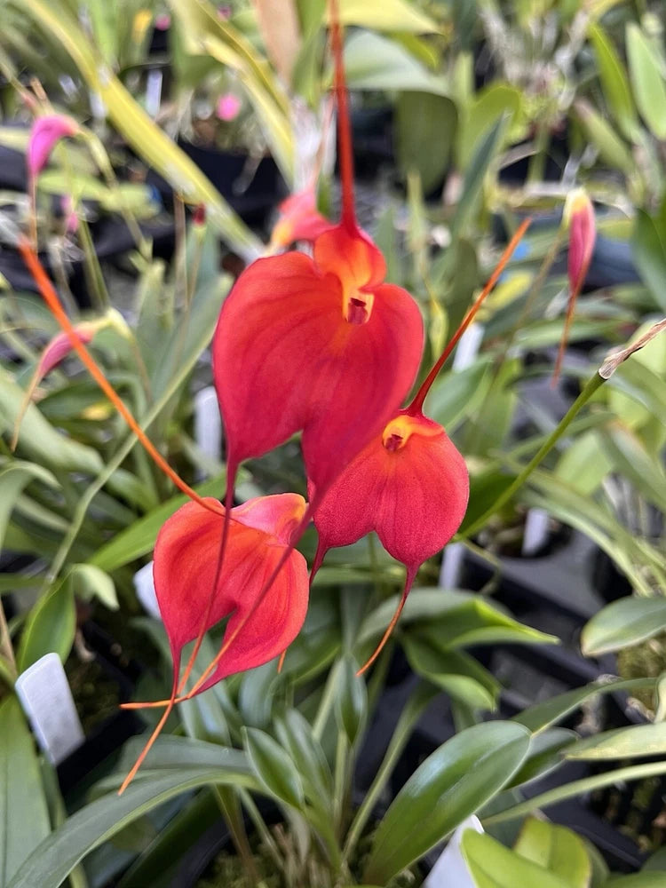 Masdevallia Division Cheryl Shohan ÔRed Hot MamaÕ AM/AOS 4Ó Pot Orchids