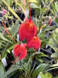 Masdevallia Division Cheryl Shohan ÔRed Hot MamaÕ AM/AOS 4Ó Pot Orchids