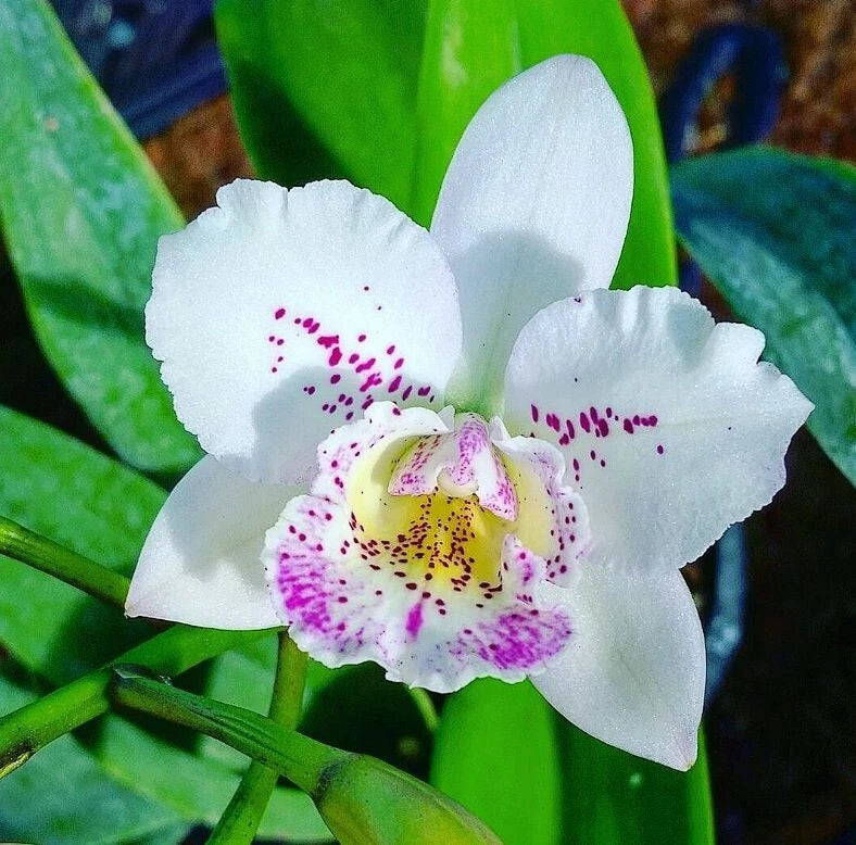 White cattleya orchid flower with purple speckles and a yellow center