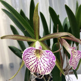 Orchid live Brassavola Mary Dodson (Brassavola nodosa hybrid....) Blooming size Orchids