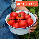 50+ Seeds Fourth of July Tomato Hybrid Juicy Easy to Grow Vegetable Garden Garden Plants