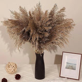Axmon Natural Dried Pampas Grass 18"/1.5 Feet Tall Dried Pampas Grass Fluffy Ste Pampas Grass