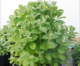 Organic Apple Mint Plant - 4 Plants Green Plant