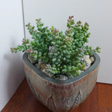 Set of 3 Small Pearl Artificial Succulent Grass Plants (#5 Gray) Flowering Plants