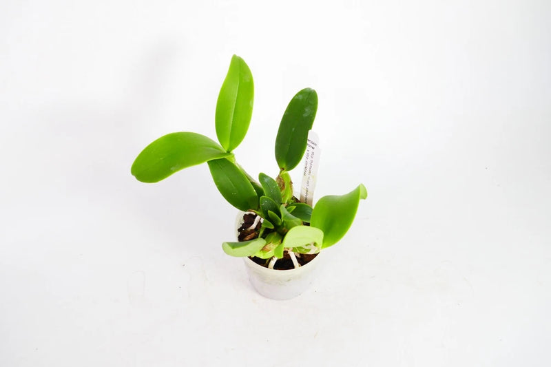 Myrmecophila Cattleya Orchid ~ Mcp. thomsoniana x Mcp. christinae Orchids