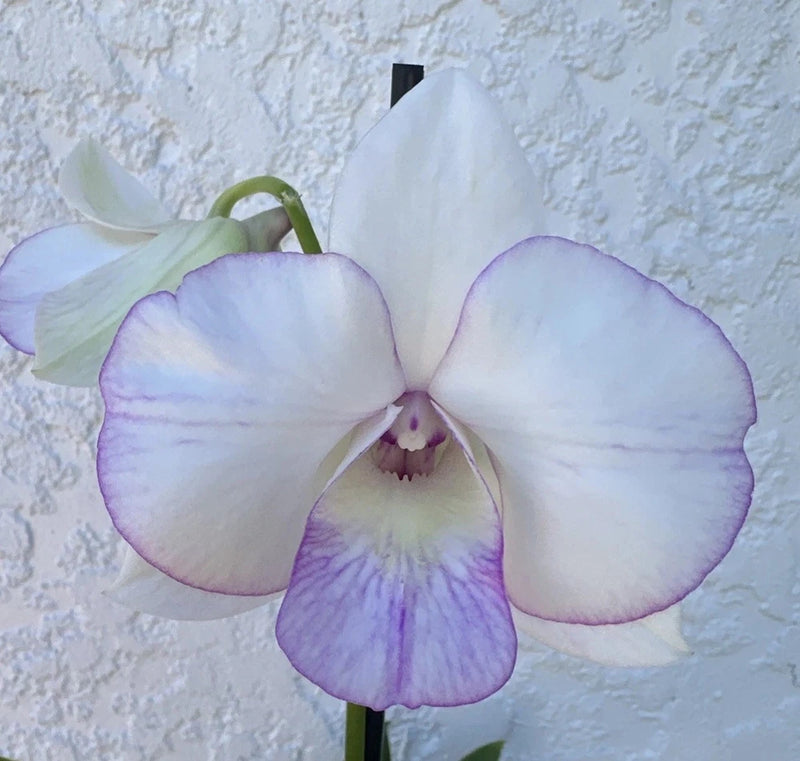Dendrobium orchid flower with white and pale lavender petals and purple center lip