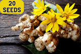 20 JERUSALEM ARTICHOKE Sunchoke Sunroot Helianthus Tuberosus Yellow Sunflower Ro Sunflower