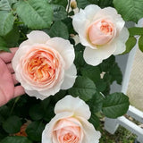 HanXian __ Chinese Climbing and Shrub Rose, Own Root.- 1 Gallon Plant Roses