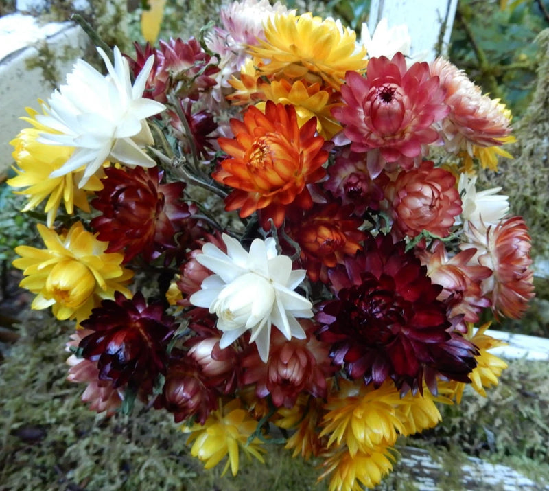 Mixed-color dried straw flower stems with yellow, peach, burgundy blooms