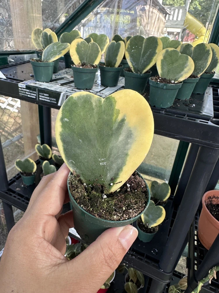 Variegated heart-shaped orchid plant in pot, light green and yellow foliage