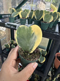 hoya kerrii variegated Heart Orchids