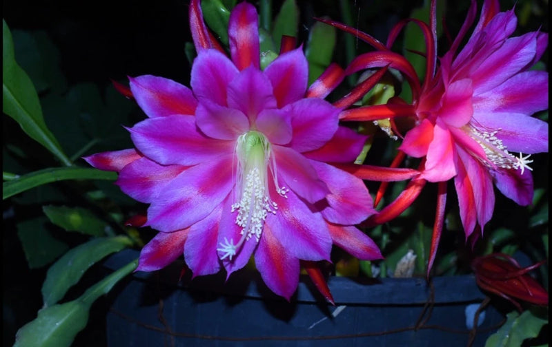 Orchid cactus flowers with vivid purple and pink layered petals and visible stamens