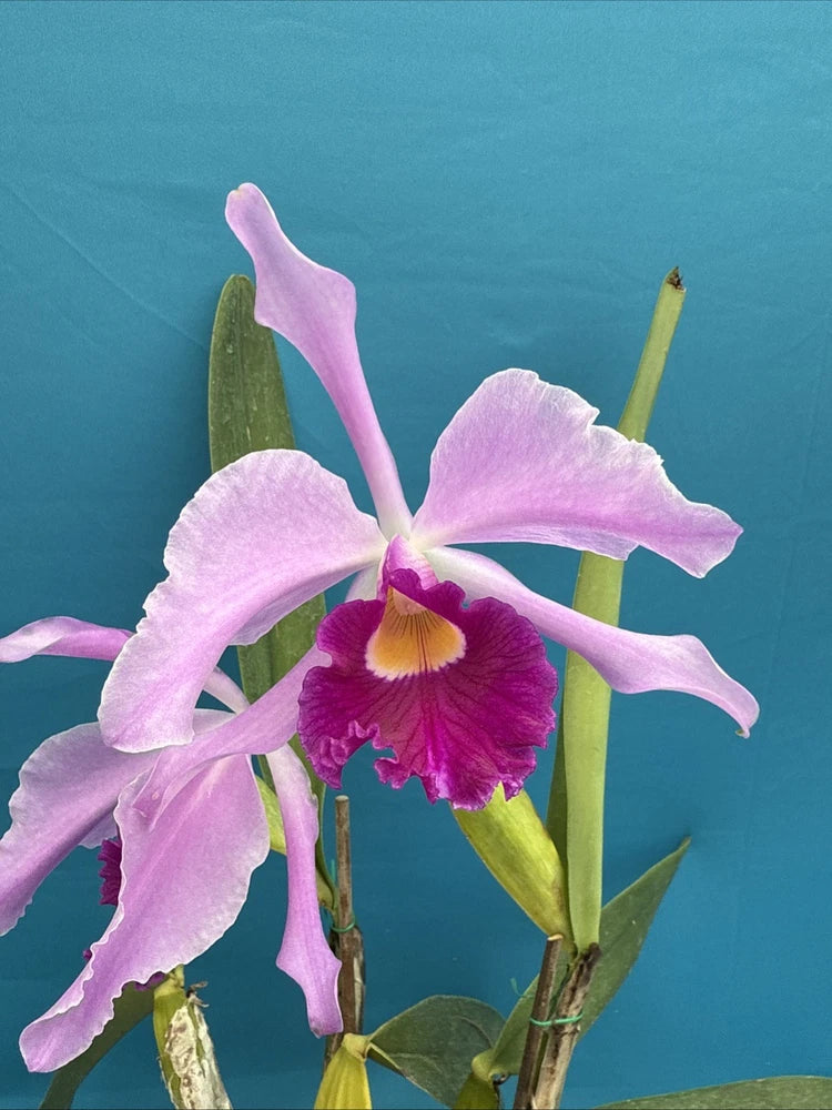 Blooming purple and pink orchid with ruffled petals and yellow center on green stems