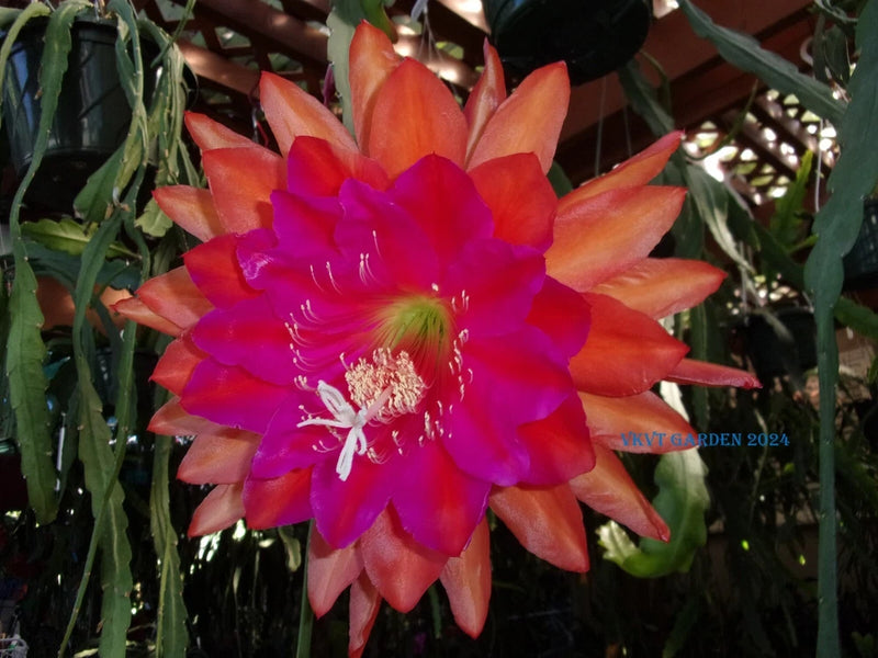 Pink and orange Epiphyllum orchid flower with bright magenta center, close-up bloom