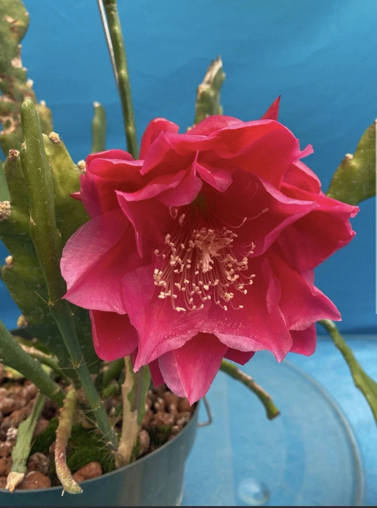 Pink-red orchid cactus flower in gray pot with green cactus stems