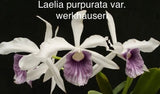 Orchid live Laelia purpurata var, werckauseri - bare root Orchids