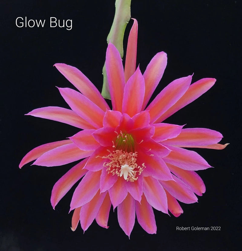 Orchid cactus flower with multi-petal bloom in pink and orange hues