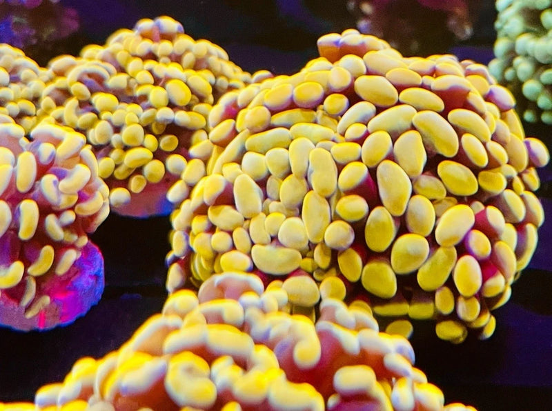 Indonesian Yellow Branch Hammer Corals- Live Coral Healthy Single Heads Anemone