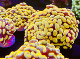 Indonesian Yellow Branch Hammer Corals- Live Coral Healthy Single Heads Anemone