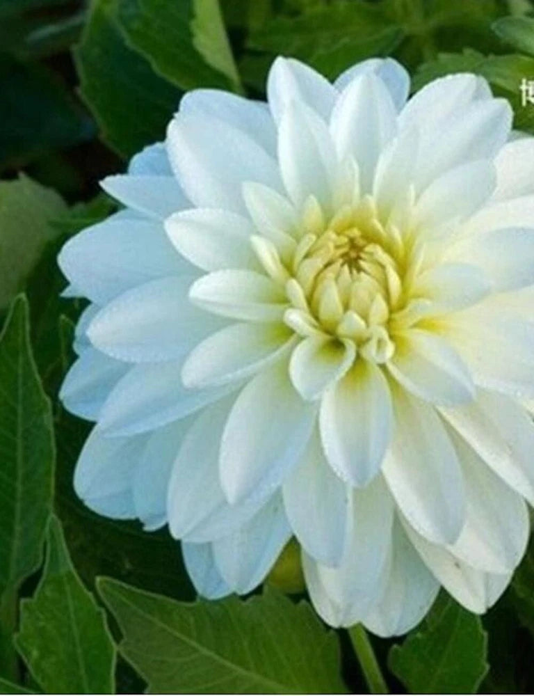 20 SEEDS for White GALLERY ART DAHLIA rare flower exotic garden plant USA Seller Garden Plants