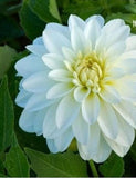 20 SEEDS for White GALLERY ART DAHLIA rare flower exotic garden plant USA Seller Garden Plants